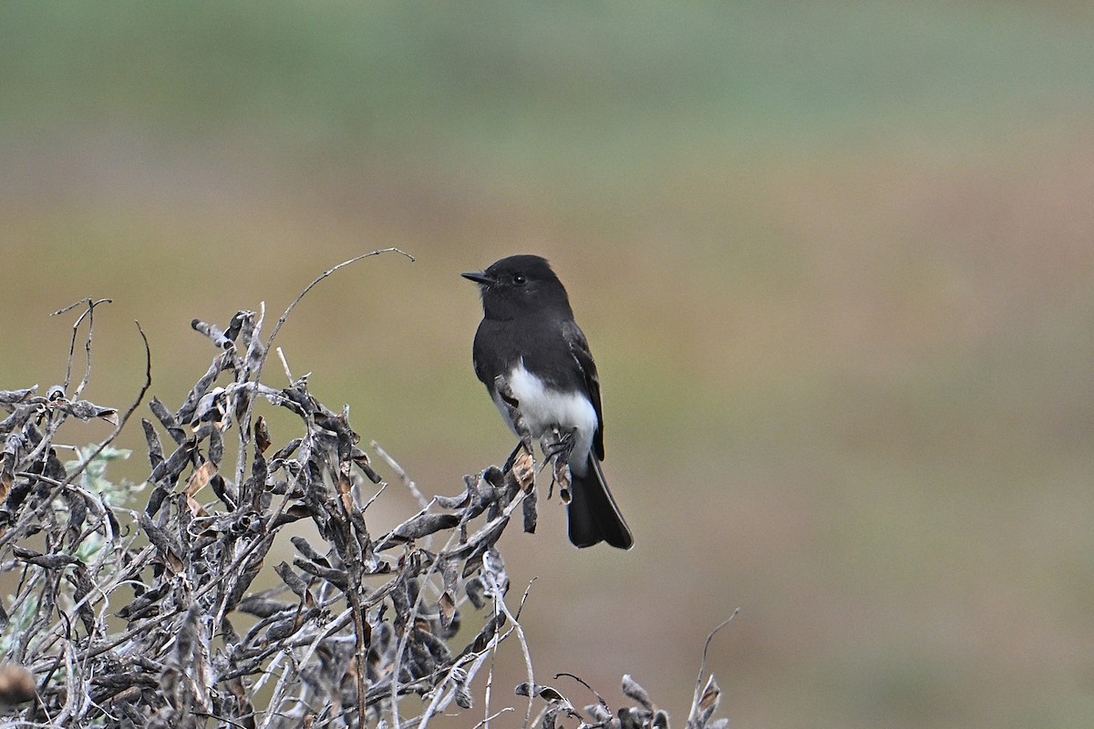 Black Phoebe - ML643462696