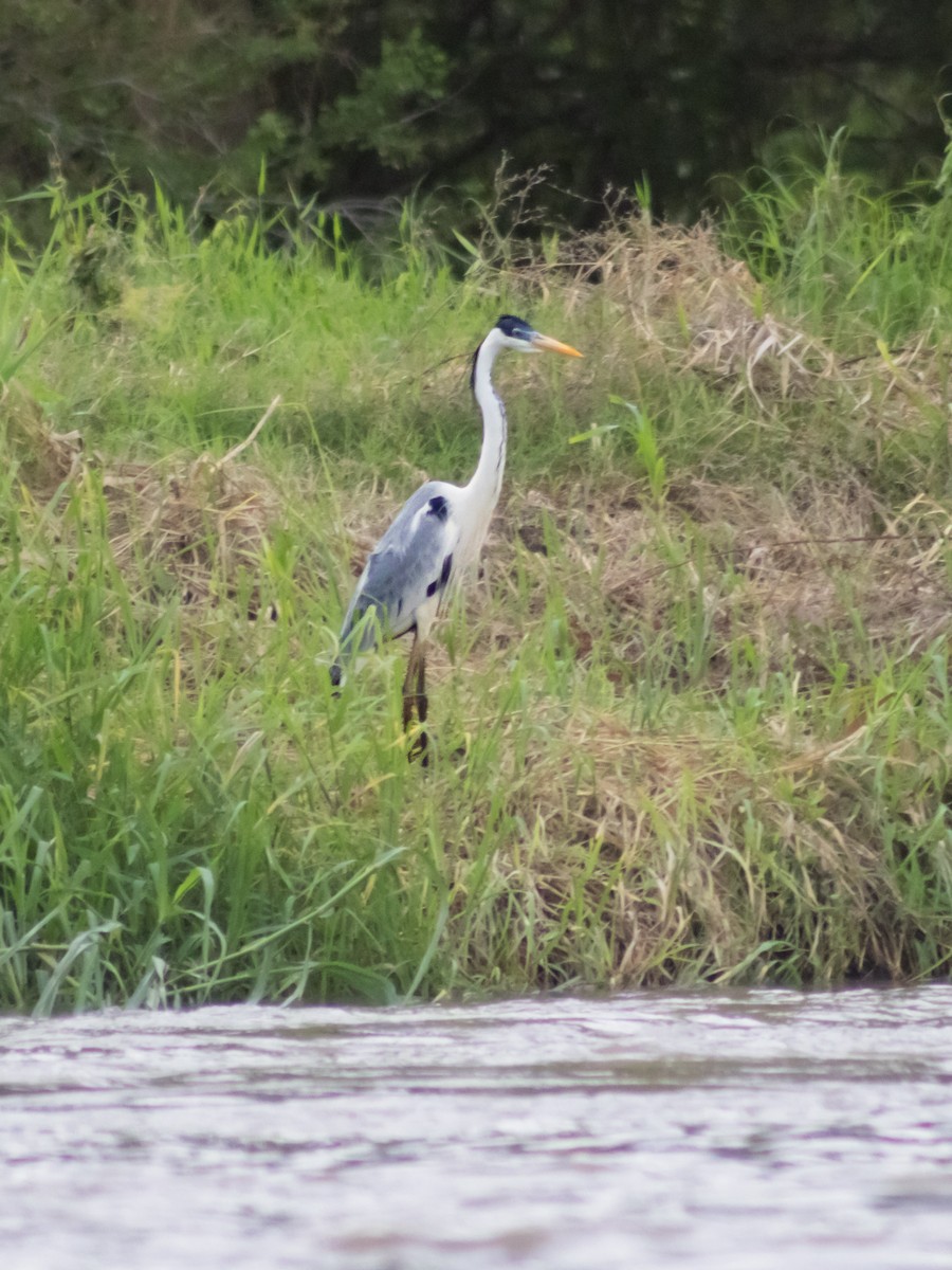 Cocoi Heron - ML643462699