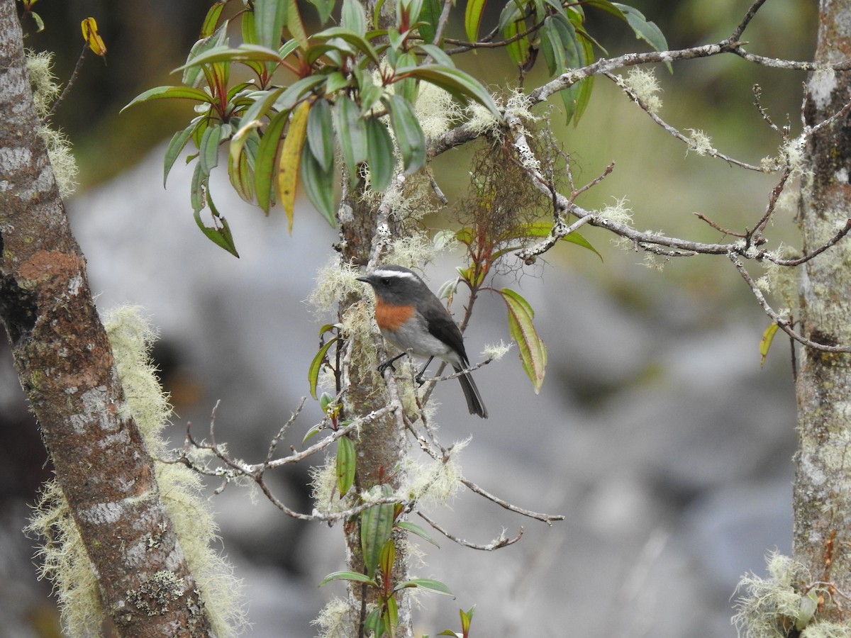 Rufous-breasted Chat-Tyrant - ML643462701