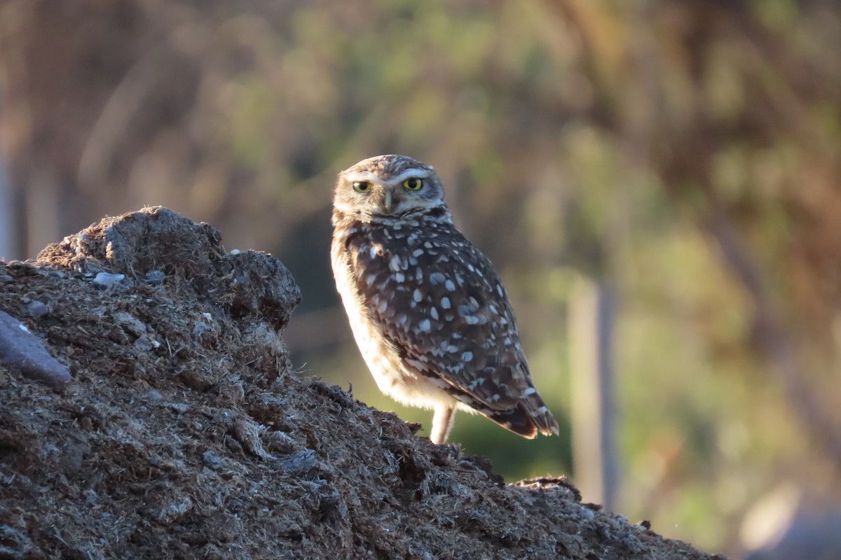 Burrowing Owl - ML643462702