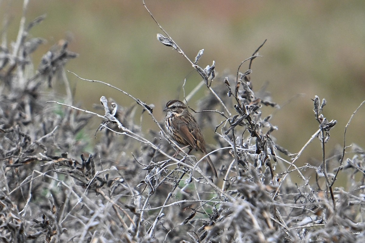 Song Sparrow - ML643462711