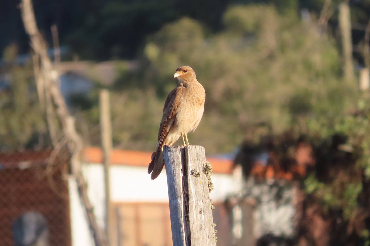 Chimango Caracara - ML643462715