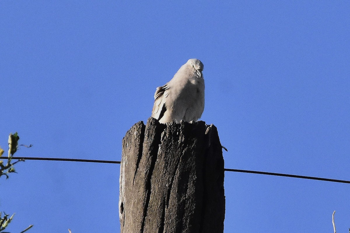 Picui Ground Dove - ML643462717