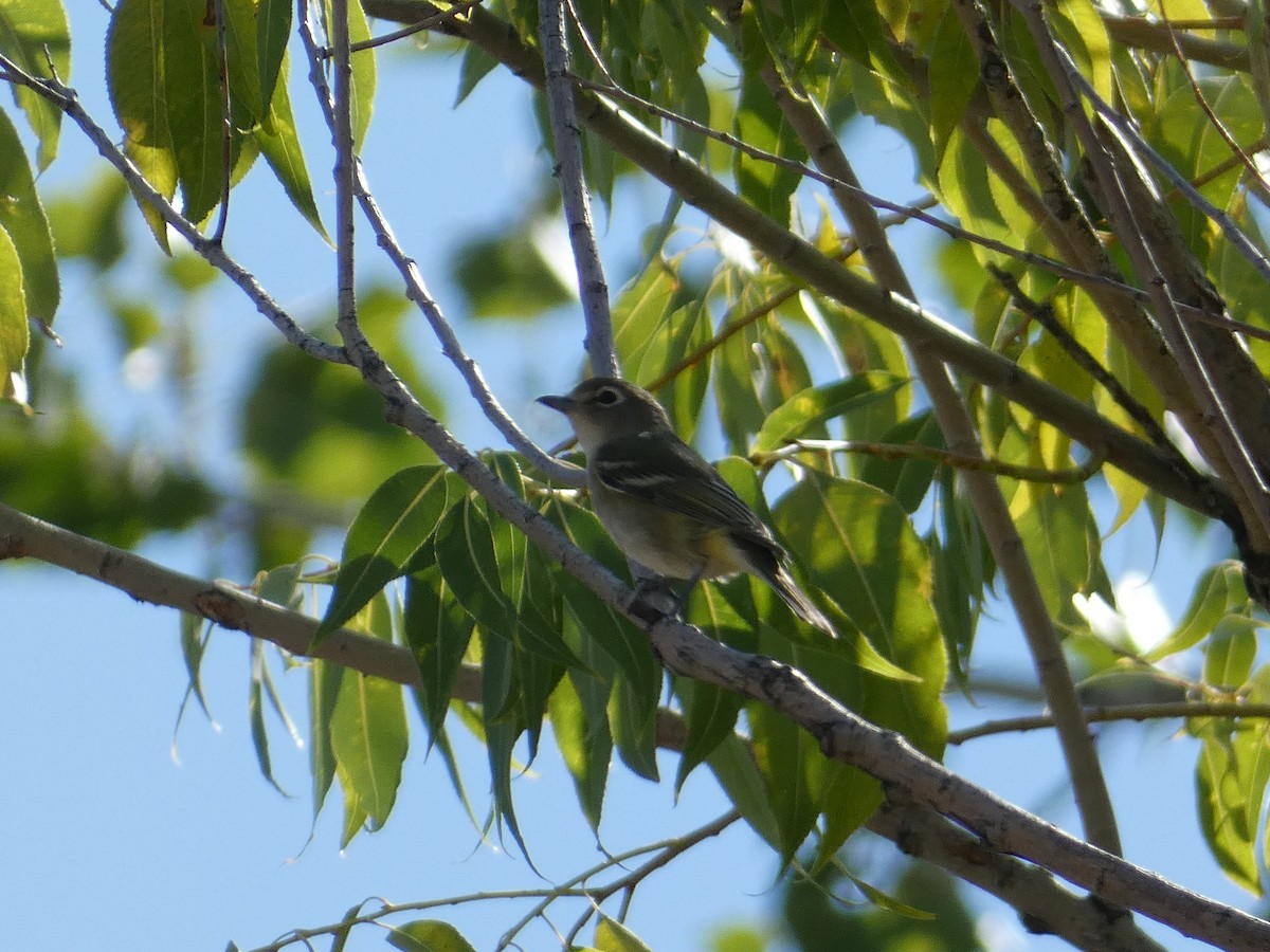 Cassin's Vireo - ML643462725