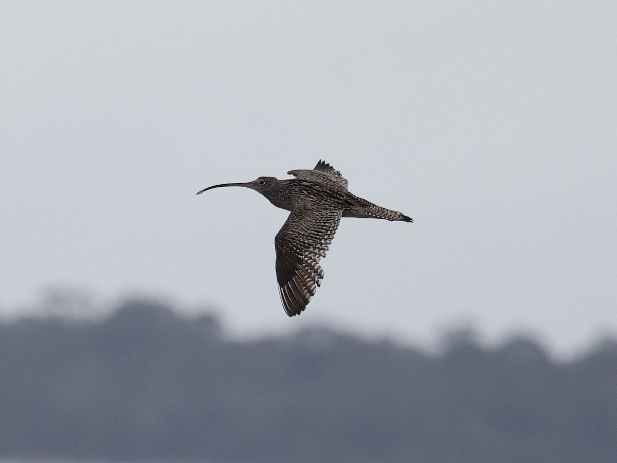 Far Eastern Curlew - ML643462739