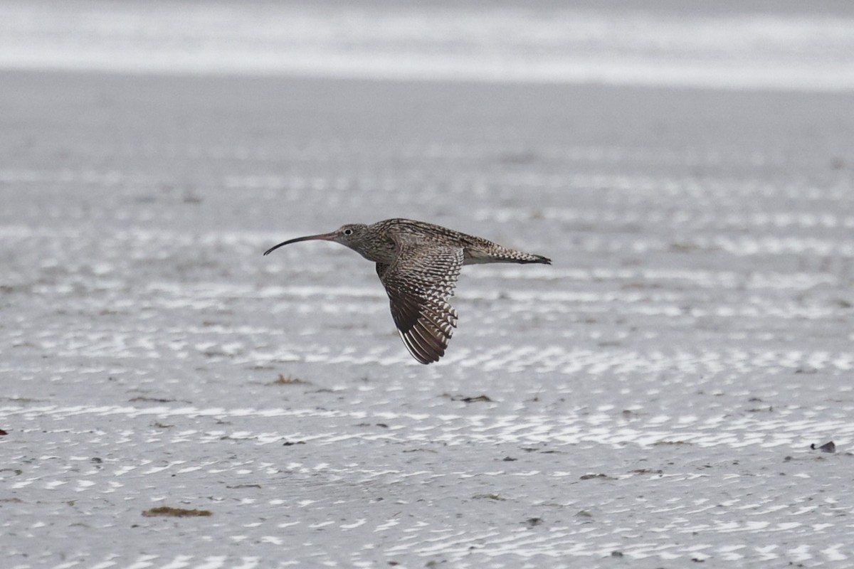 Far Eastern Curlew - ML643462740