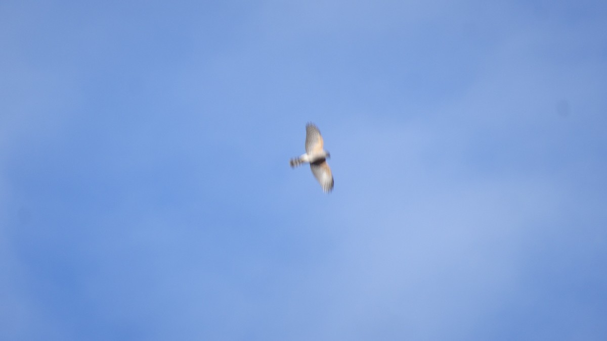 Chilean Hawk - ML643462742
