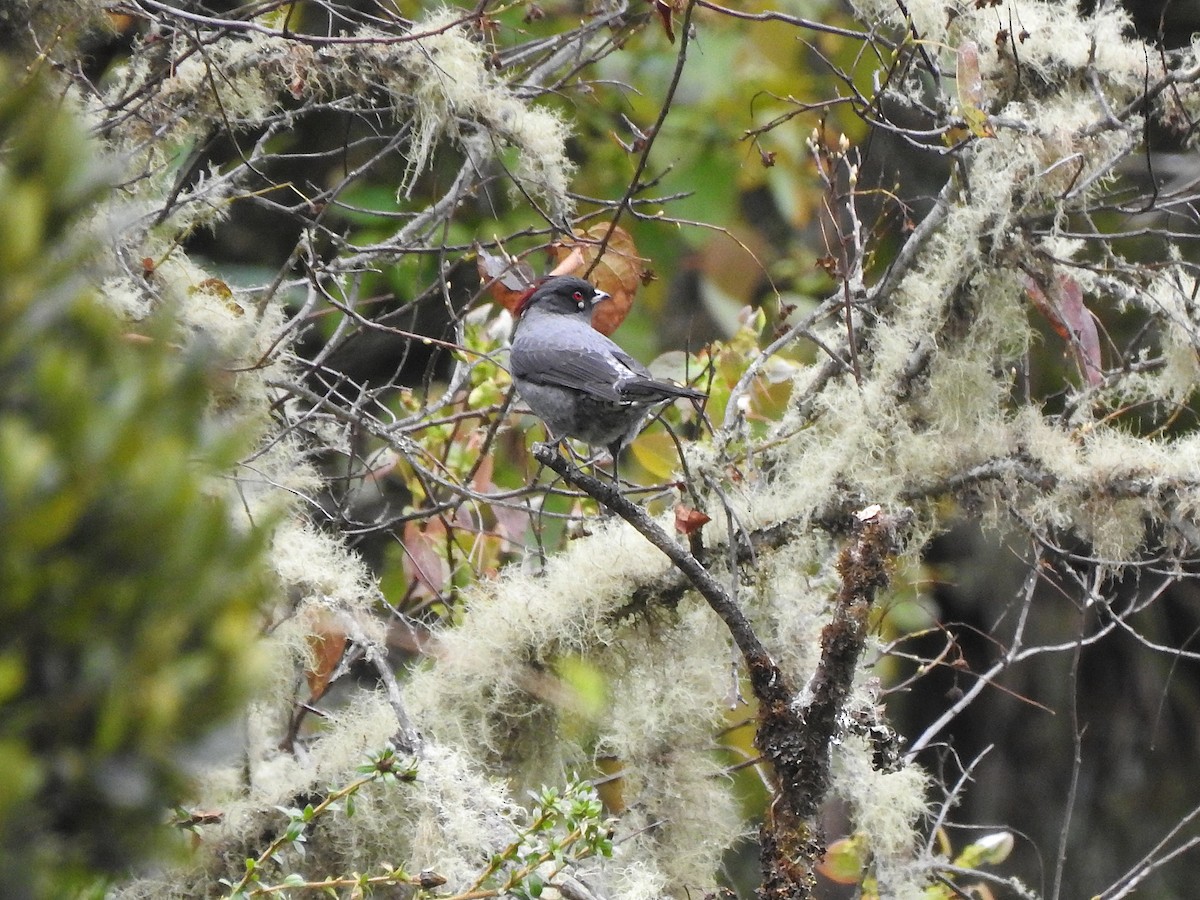 Red-crested Cotinga - ML643462752