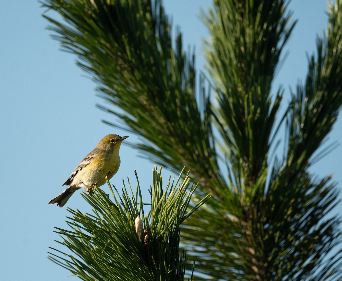 Pine Warbler - ML643462753