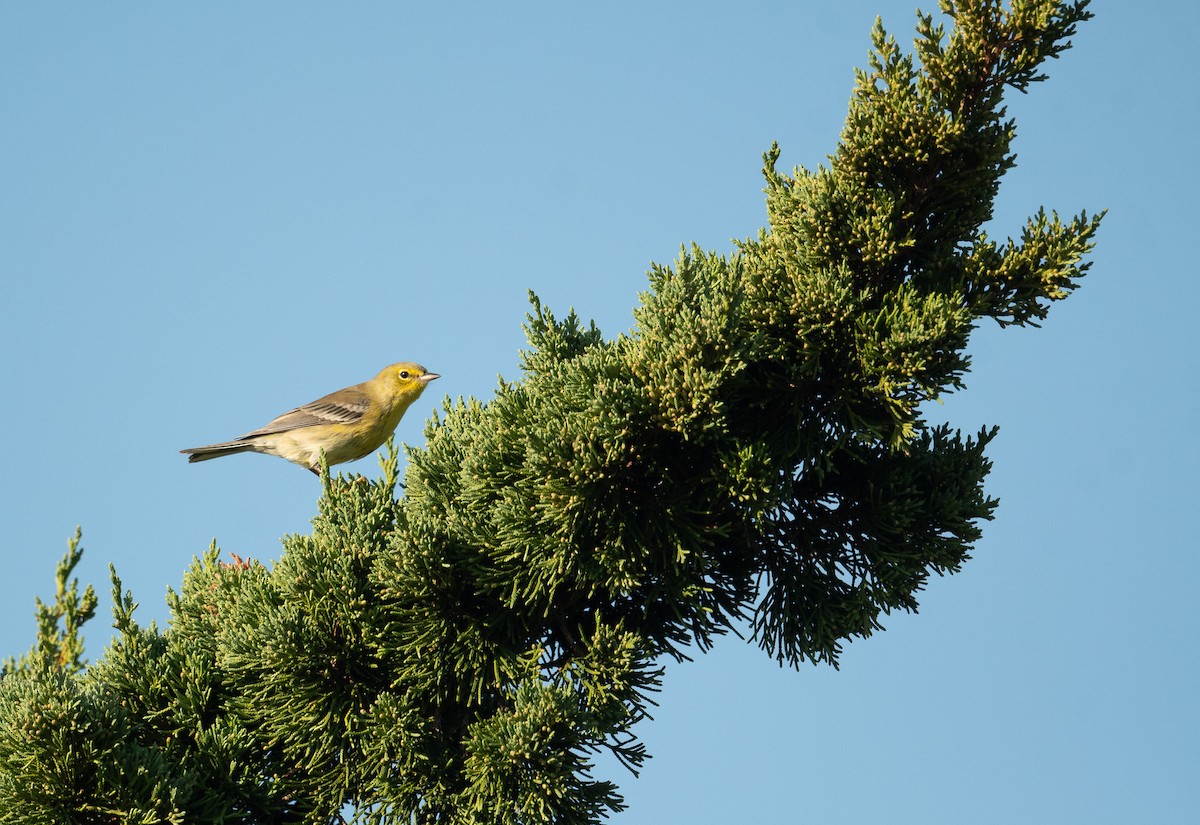 Pine Warbler - ML643462754