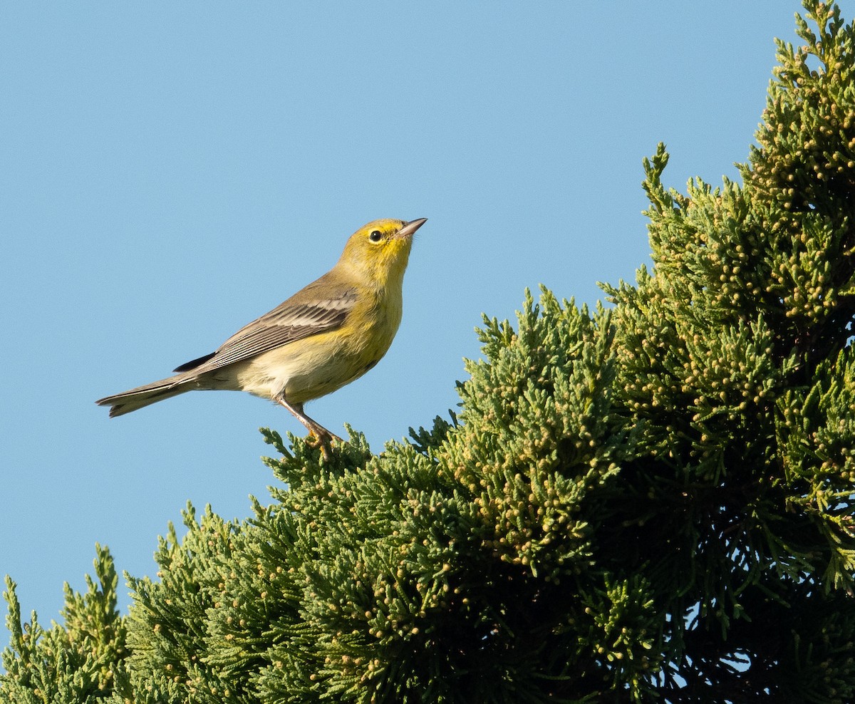 Pine Warbler - ML643462755