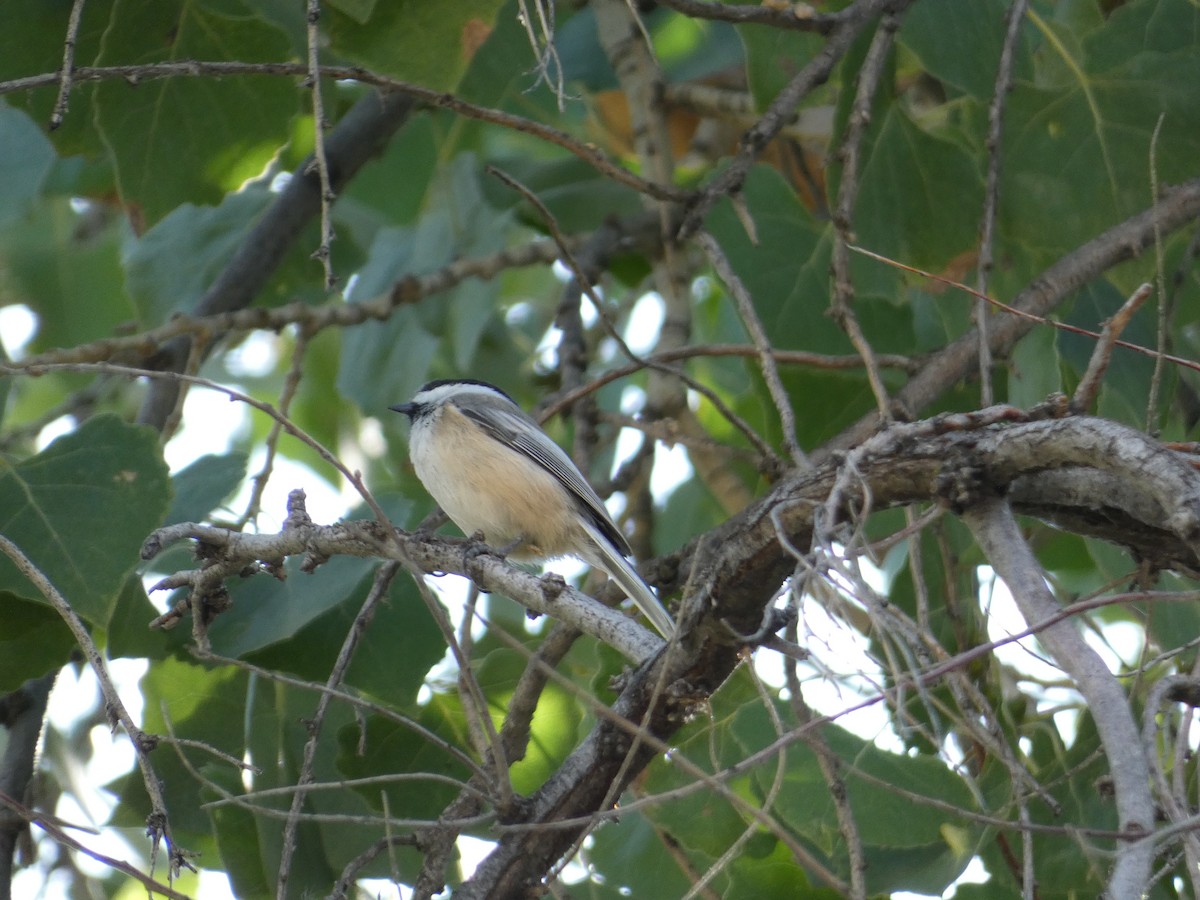 Black-capped Chickadee - ML643462764