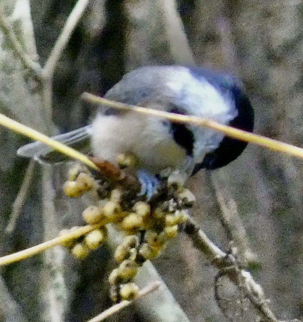 カロライナコガラ - ML643462772