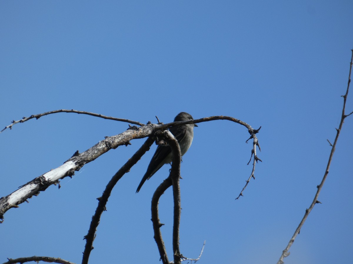 Western Wood-Pewee - ML643462780