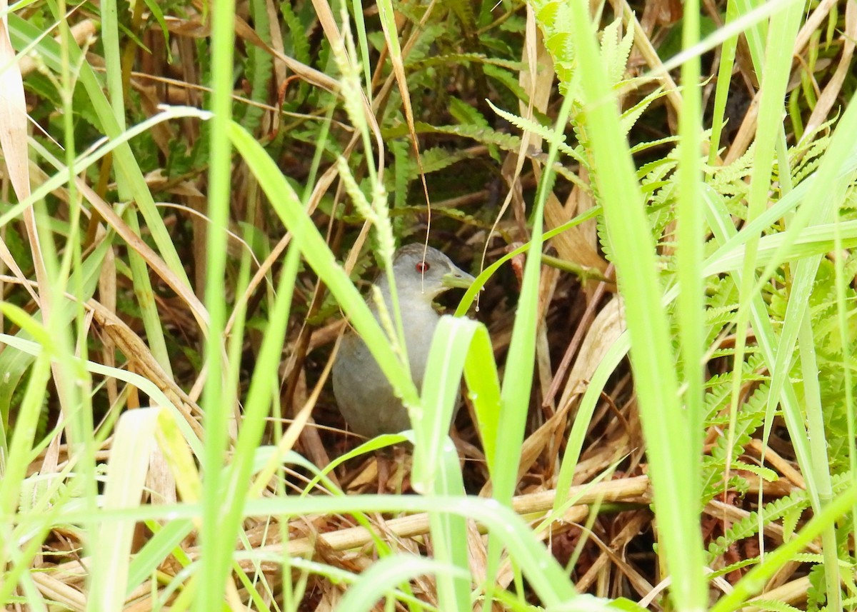 Ash-throated Crake - ML643462783