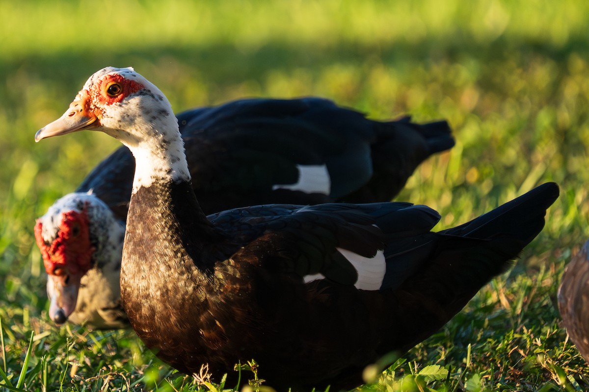 Muscovy Duck (Domestic type) - ML643462789