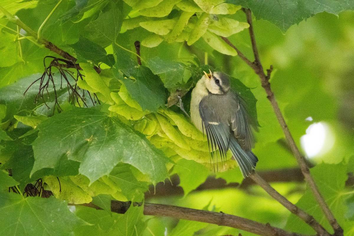 Eurasian Blue Tit - ML643462790