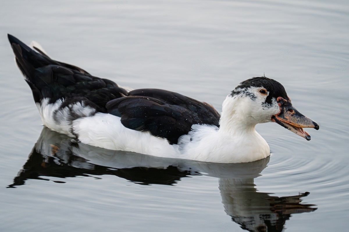 雑種 ノバリケン ｘ マガモ - ML643462797
