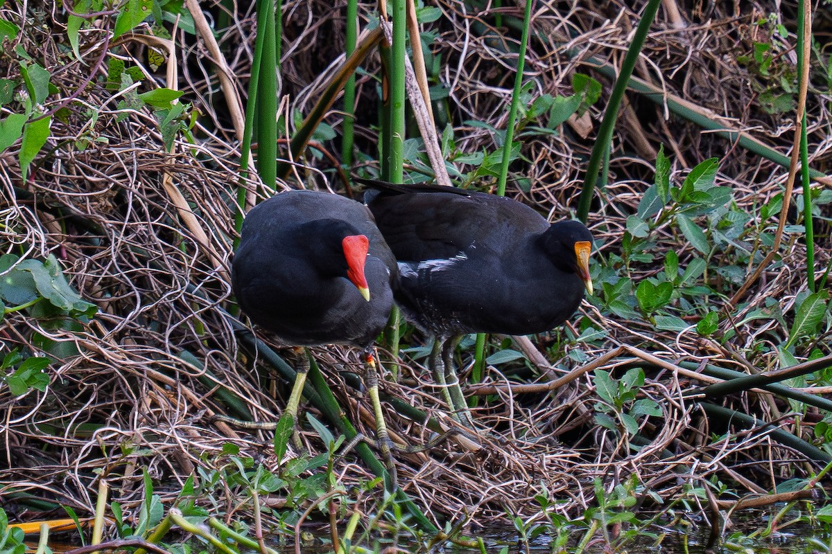 Common Gallinule - ML643462800