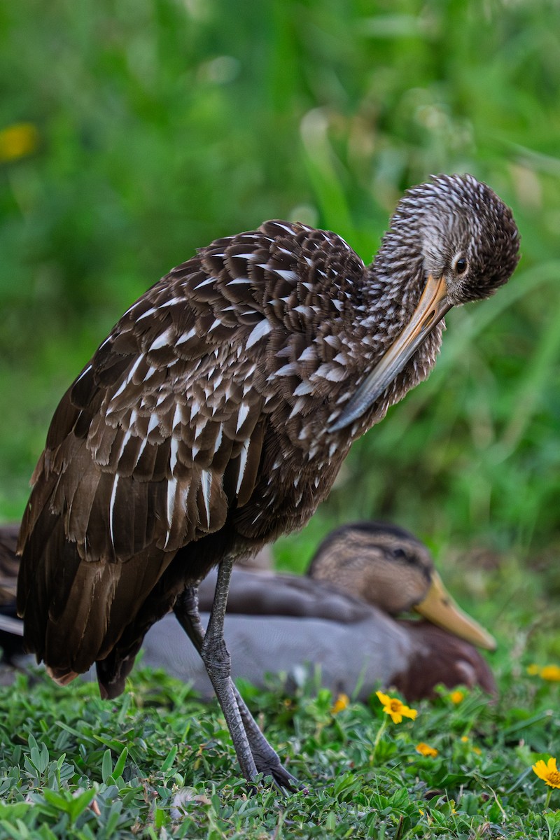 Limpkin - ML643462803