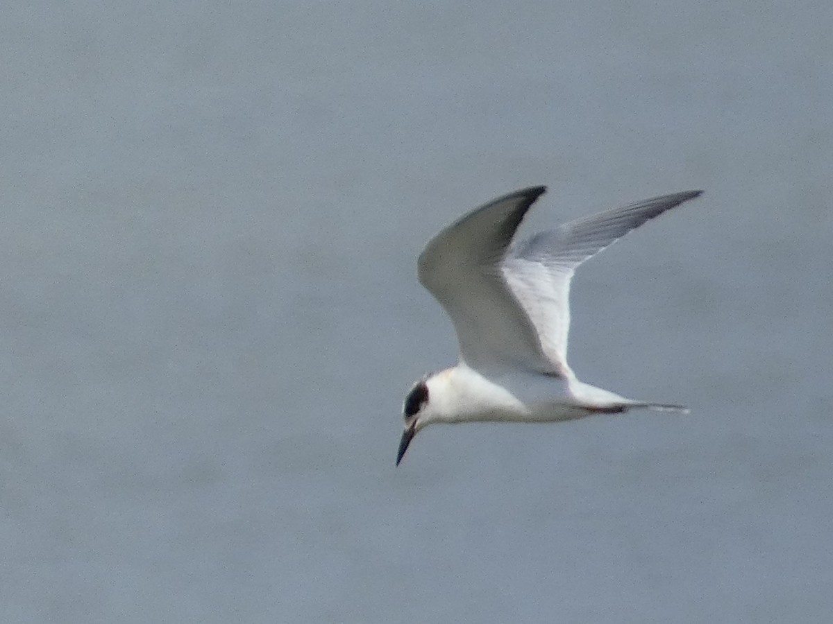 Forster's Tern - ML643462809