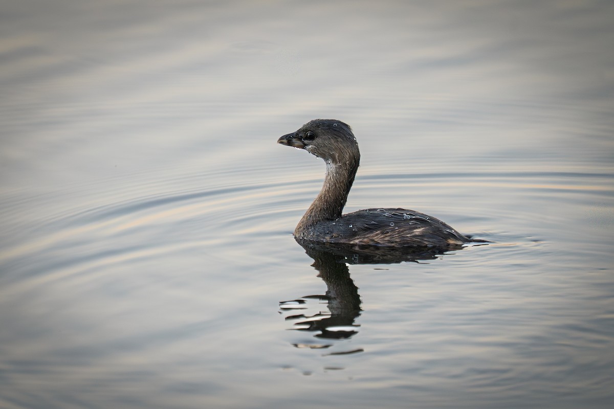 Pied-billed Grebe - ML643462810
