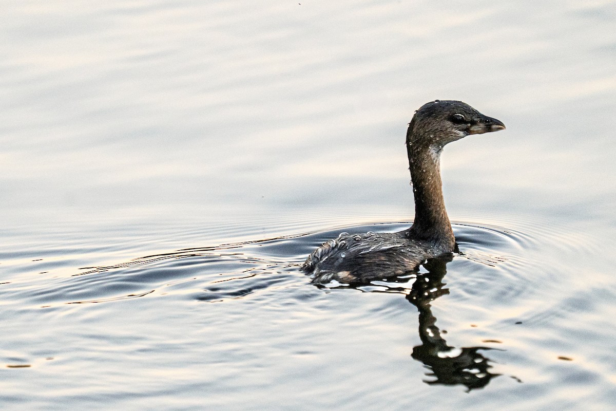 Pied-billed Grebe - ML643462811