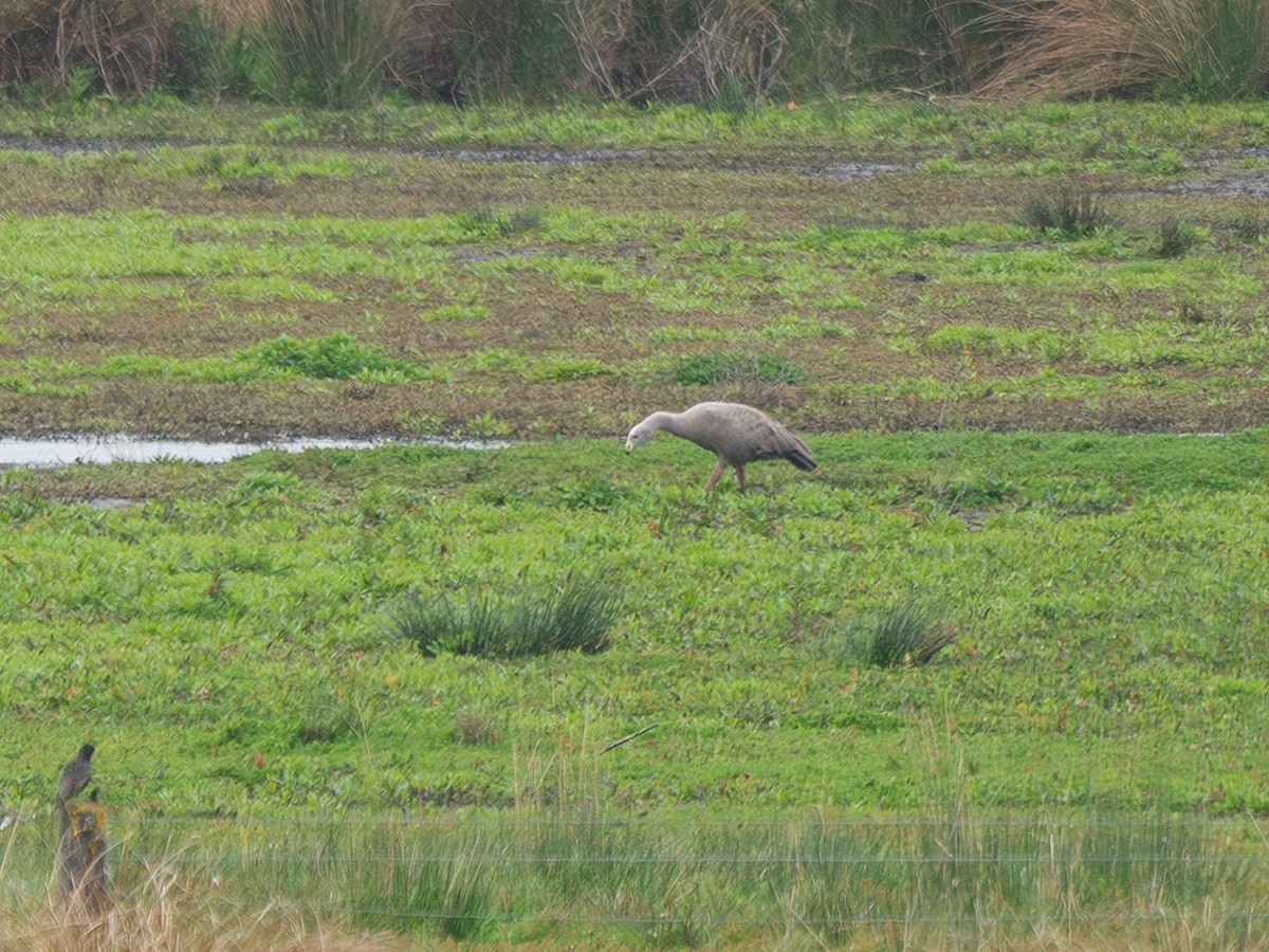 Cape Barren Goose - ML643462812