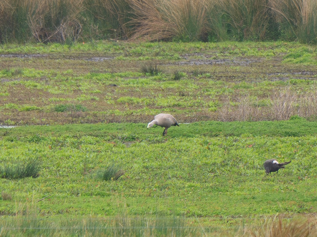 Cape Barren Goose - ML643462814