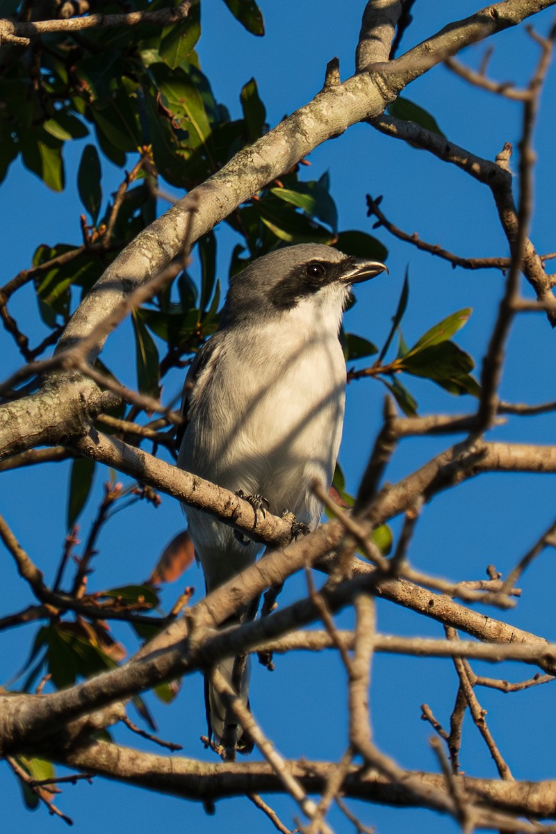 Loggerhead Shrike - ML643462820