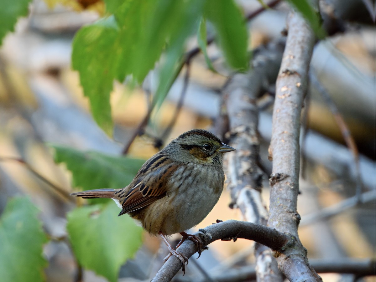 Swamp Sparrow - ML643462839