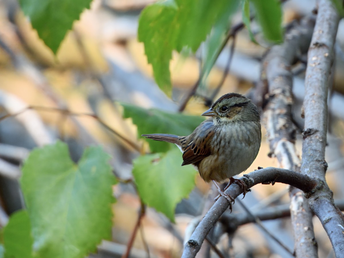 Swamp Sparrow - ML643462840