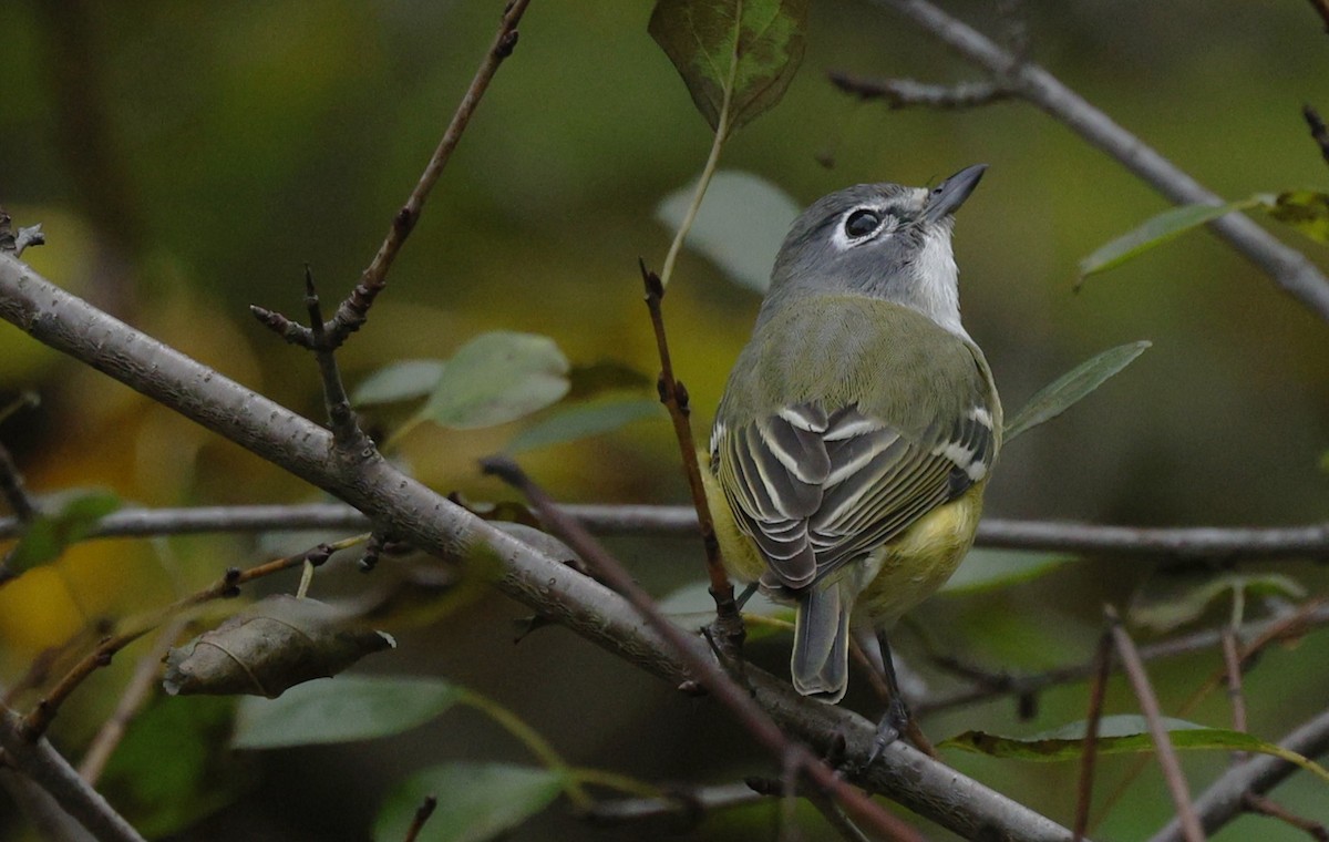 Blue-headed Vireo - ML643462850