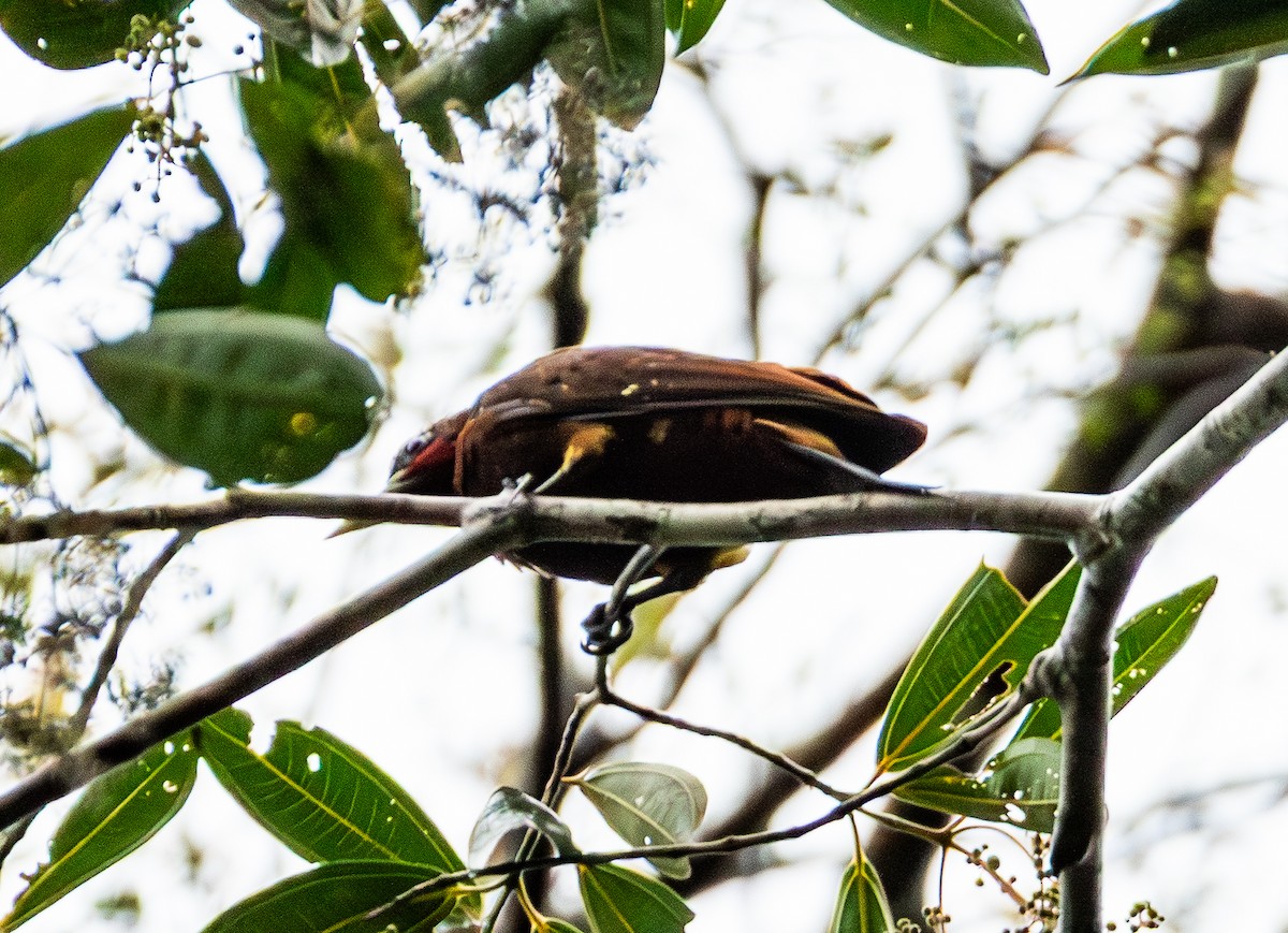 Waved Woodpecker - ML643462864