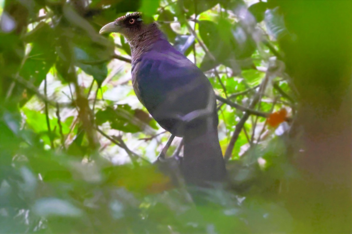 Таязура рудогуза - ML643462866