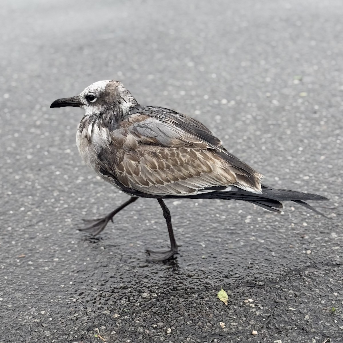 Laughing Gull - ML643462876