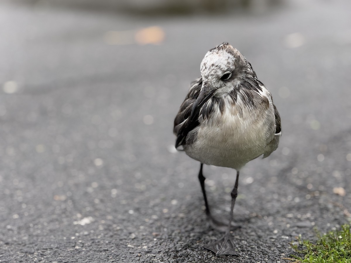 Laughing Gull - ML643462877