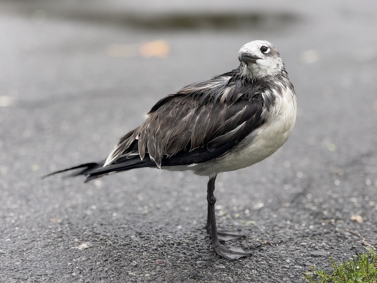 Laughing Gull - ML643462878