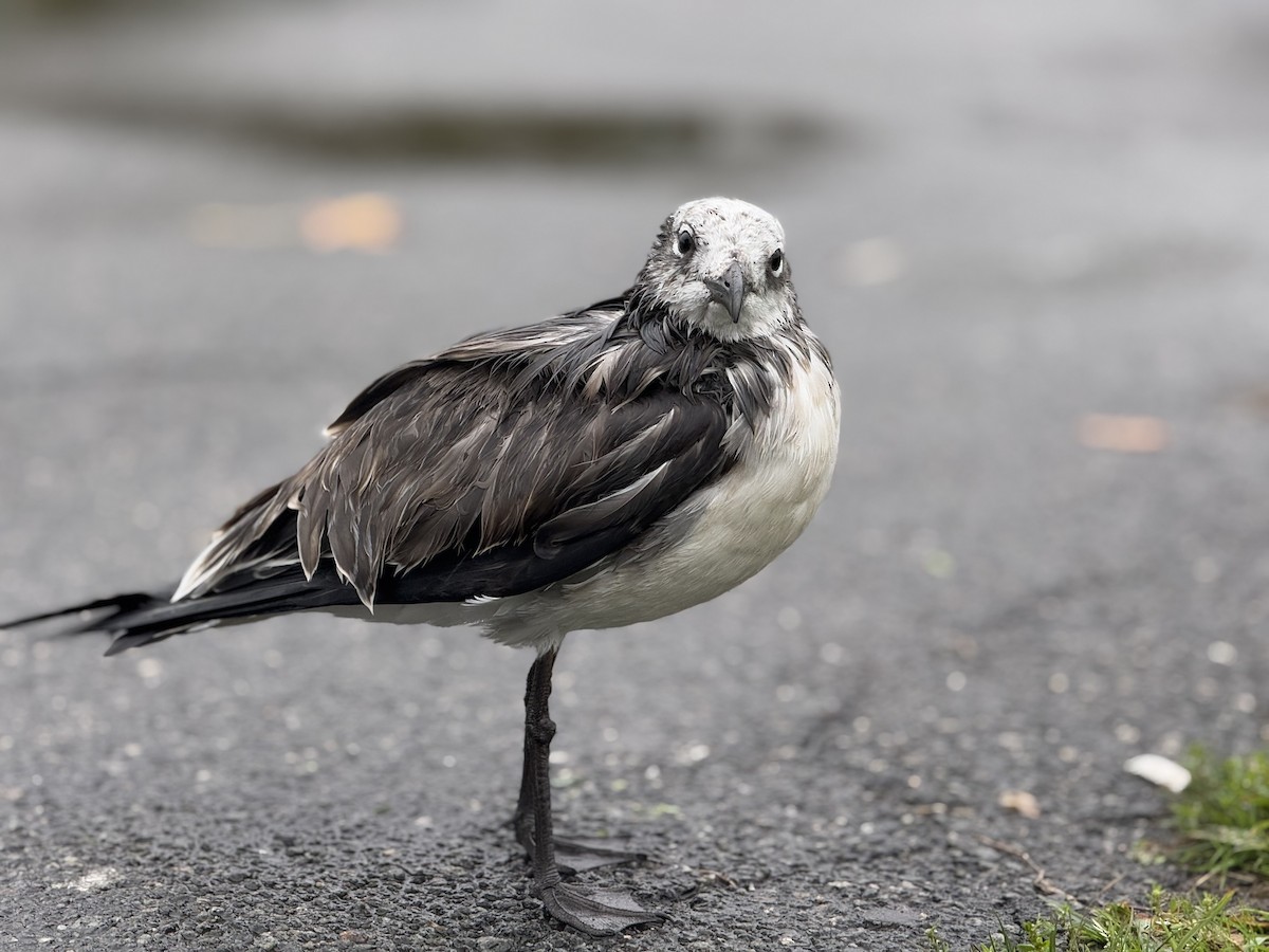 Laughing Gull - ML643462879