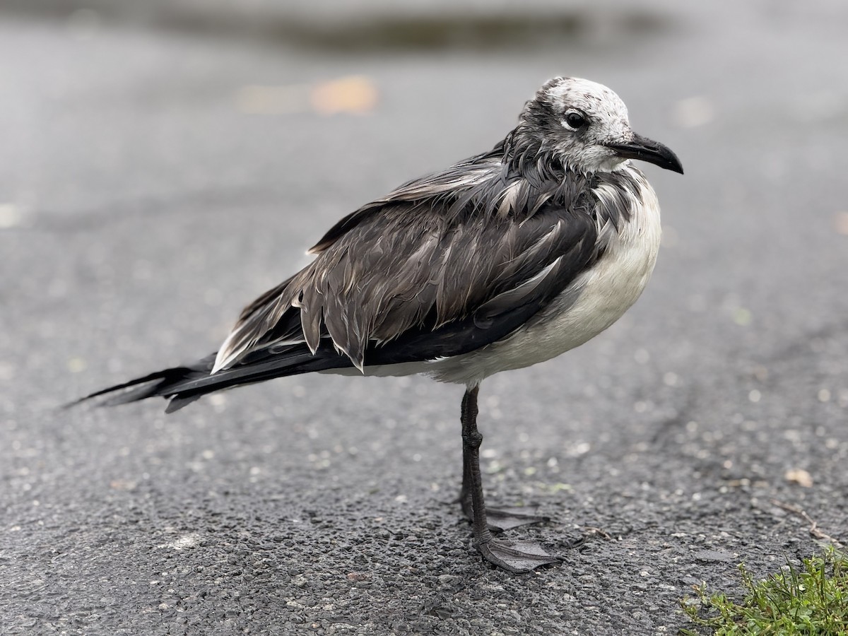 Laughing Gull - ML643462880