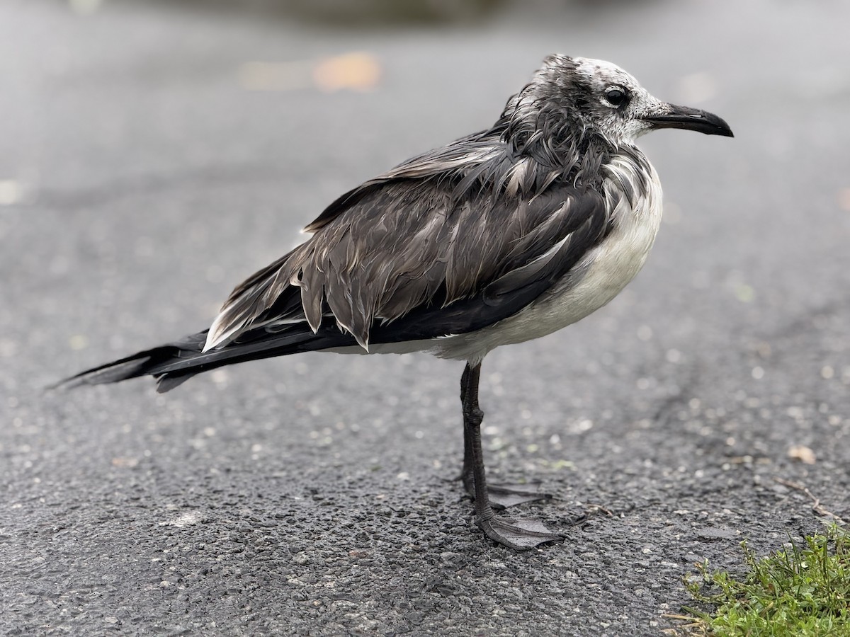 Laughing Gull - ML643462881