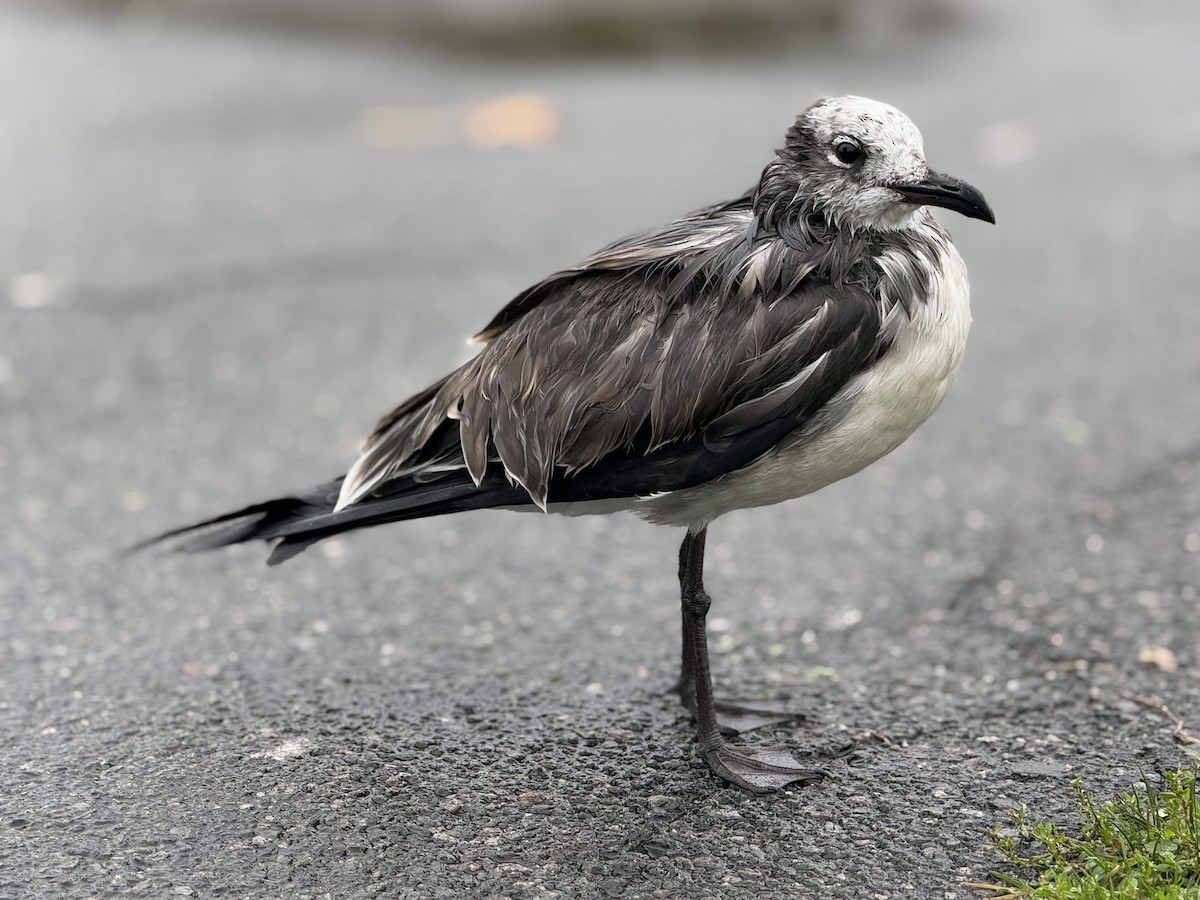 Laughing Gull - ML643462882