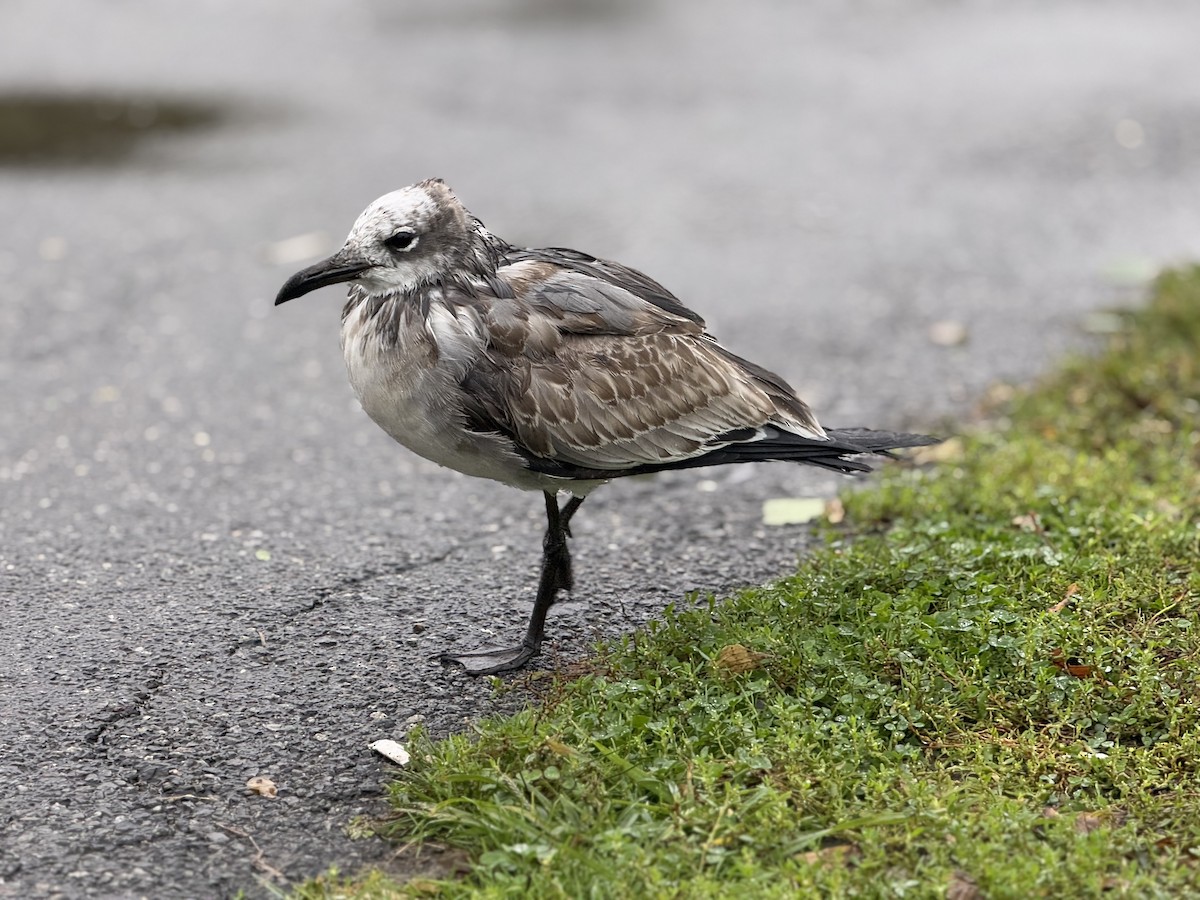 Laughing Gull - ML643462883