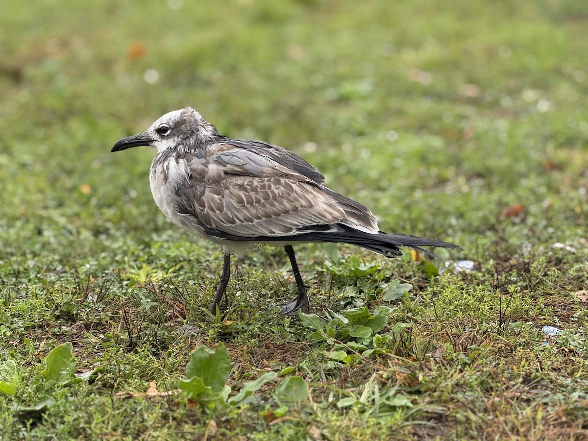 Laughing Gull - ML643462885