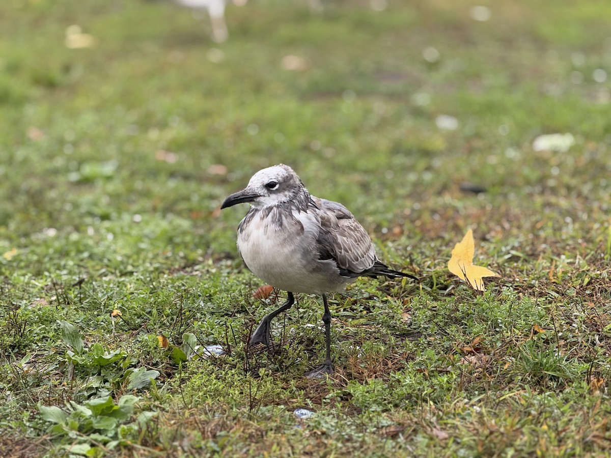 Laughing Gull - ML643462887