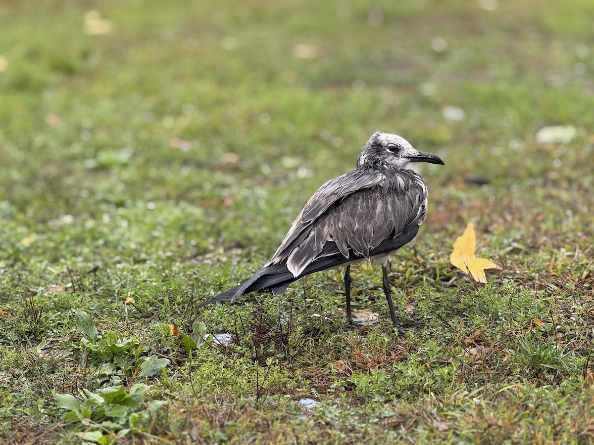 Laughing Gull - ML643462888