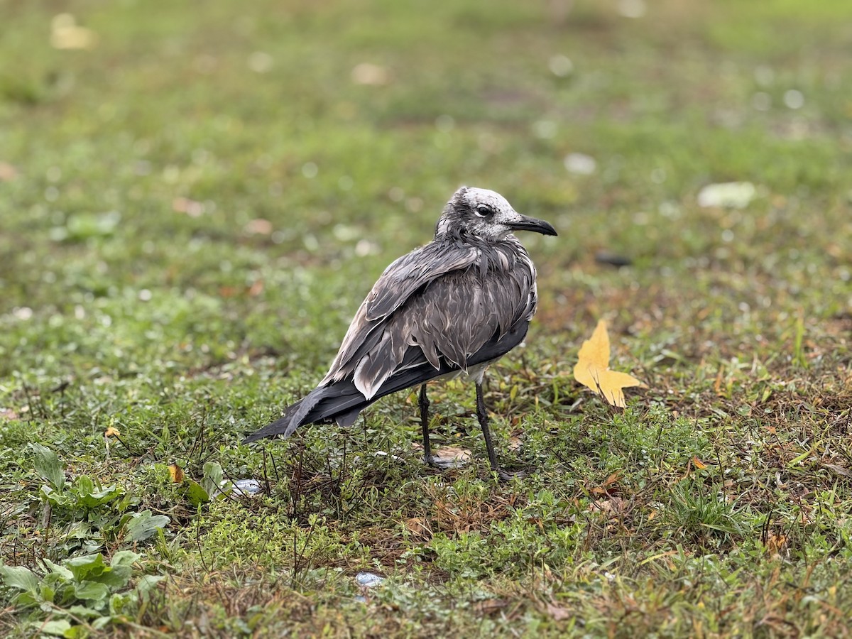 Laughing Gull - ML643462889