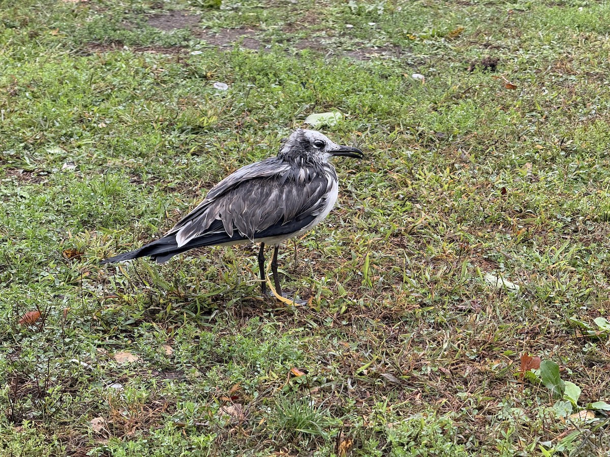 Laughing Gull - ML643462890
