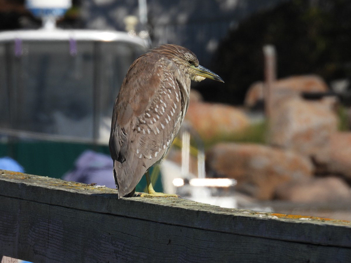 Ногоовор зашин - ML643462902