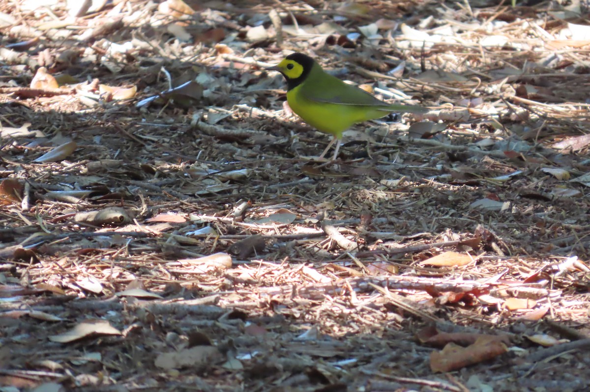 Hooded Warbler - ML643462903